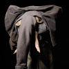 2011 VCA Graduates Award Exhibition