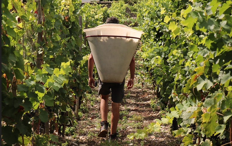 Award-winning French Sommeliers: A Tasting Showcase